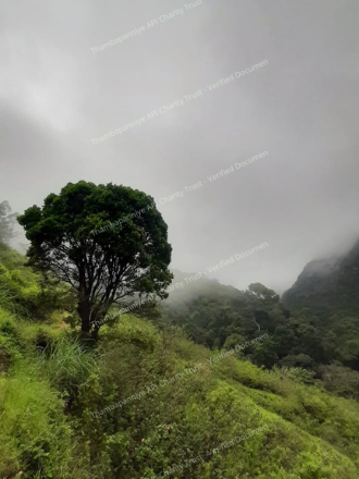 Foggy hillside and tree line showing unstable environment after heavy rain